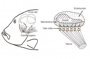 fish-ear