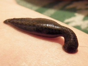 Sucking_leech-600x450