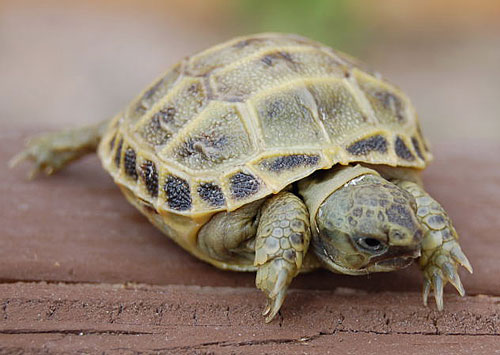 russian-tortoise2