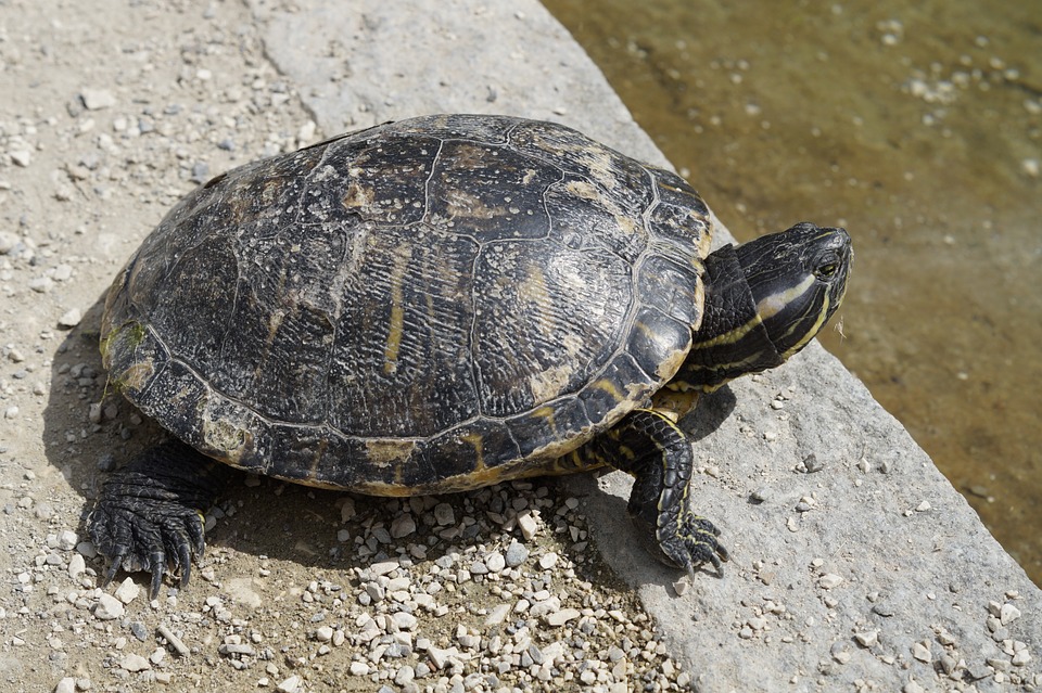 turtle-793493_960_720