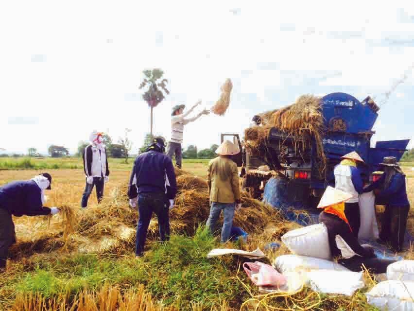 ທົ່ວ​ປະ​ເທດ ​ເກັບ​ກ່ຽວ​ເຂົ້ານາປີ ​ສຳ​ເລັດ​ແລ້ວຫລາຍ​ກວ່າ 98%