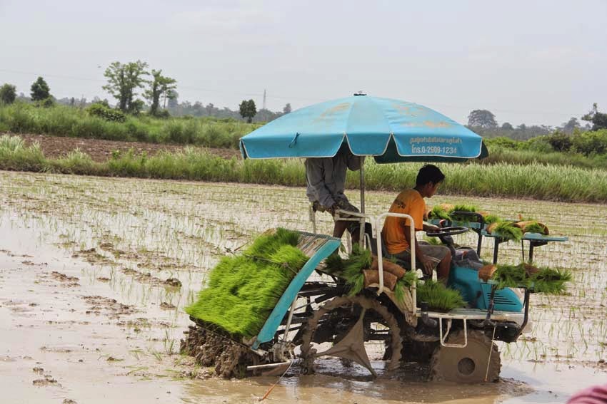 ຫຼາຍແຂວງ ນຳໃຊ້ກົນຈັກທັນ​ສະ​ໄໝ ເຂົ້າໃນການປູກເຂົ້ານາແຊງ