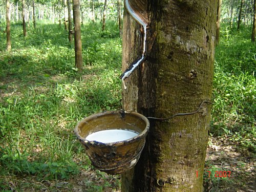 ລັດບອກ ລາຄາຢາງຕົກຕ່ຳ ຍ້ອນຜູ້ຜະລິດບໍ່ເປັນເຈົ້າການ