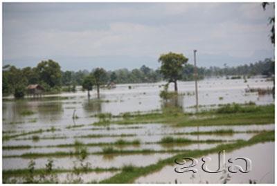 ເນື້ອທີ່ນາຂອງປະຊາຊົນ 2 ເມືອງຂອງແຂວງຄຳມ່ວນ ຖືກນ້ຳຖ້ວມ!