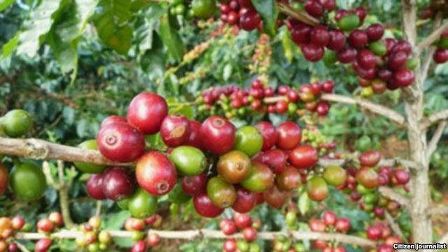 ຕະຫຼາດກາເຟຕົກຕ່ຳເຮັດໃຫ້ລາຍຮັບຈາກການສົ່ງອອກກາເຟຂອງລາວຫຼຸດລົງ