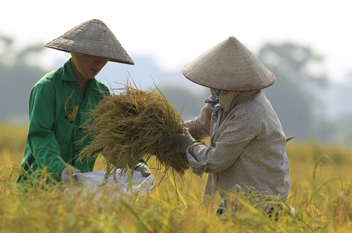 ຫວຽດນາມສົ່ງອອກເຂົ້າ ພຽງ 2 ເດືອນຕົ້ນປີນີ້ ຫລາຍກວ່າ 1 ລ້ານໂຕນ ເພີ່ມຂຶ້ນ 2 ເທົ່າ!