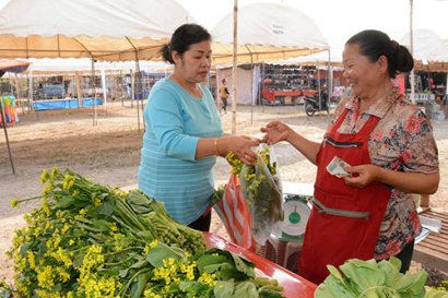 ປູກຜັກປອດສານພິດ ປ້ອນຕະຫລາດຢູ່ ນ.ວ ມີລາຍໄດ້ສະເລ່ຍ ອາທິດລະ 4-5 ລ້ານກີບ!