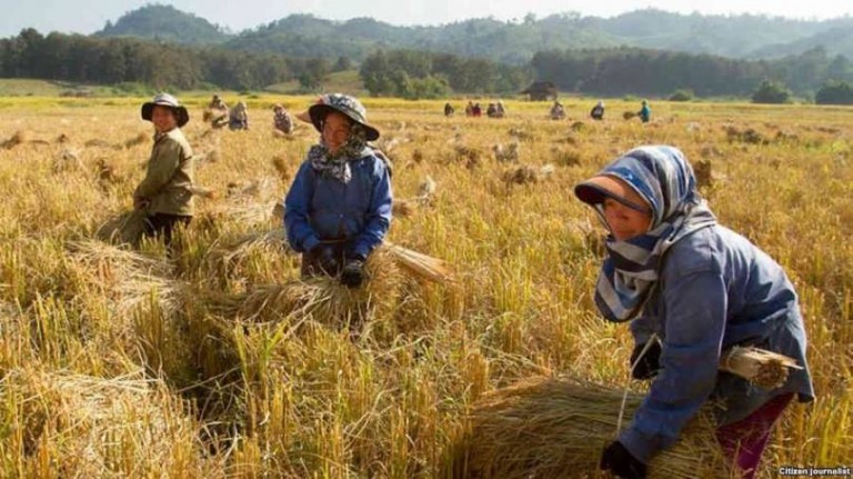 ມູນຄ່າການສົ່ງອອກສິນຄ້າກະສິກຳຢູ່ແຂວງໄຊຍະບູລີ ບັນລຸ 3 ລ້ານກວ່າໂດລາສະຫະລັດ