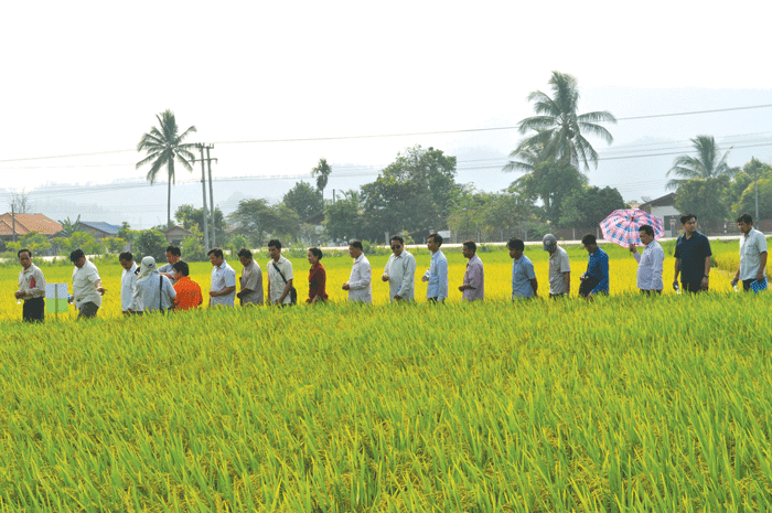 ກຸ່ມຊາວນາເມືອງພຽງ ຮຽນຮູ້ເຕັກນິກການປູກເຂົ້າ ແບບກະເສດສຸມ