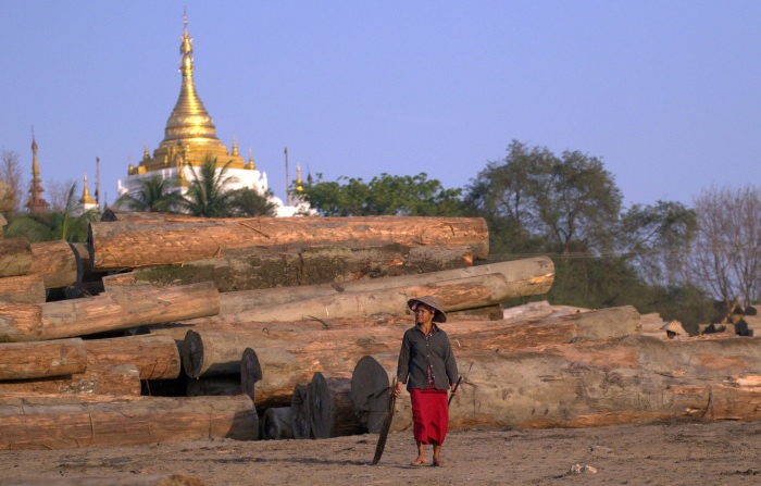 ລັດຖະບານມຽນມາ ສັ່ງຫ້າມຕັດໄມ້ທົ່ວປະເທດ ຫວັງອະນຸລັກເນື້ອທີ່ປ່າໄມ້!