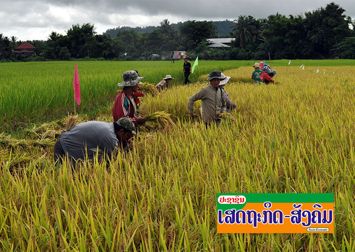 ເຂົ້າ​ລາວ​ແຊບຖືກ​ໃຈ​ຕ່າງ​ຊາດ ປີ​ນີ້ຈີນ​ສັ່ງ​ຊື້​ນຳ​ກຸ່ມບໍ­ລິ­ສັດອິນ­ດູ­ຈີນຫຼາຍ​ພັນ​ໂຕນ