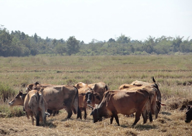 ສຳລານ ປູພື້ນເສດຖະກິດ ຂອງຄອບຄົວດ້ວຍການປູກຝັງ-ລ້ຽງສັດ