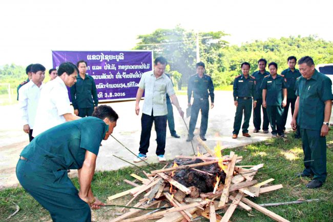 ກອງກວດກາປ່າໄມ້ ແຂວງໄຊຍະບູລີ ຈັດພິທີທໍາລາຍຊິ້ນສ່ວນສັດປ່າ ທີ່ລັກລອບຊື້ຂາຍຕາມຕະຫຼາດ