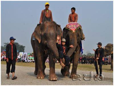 ຄັດເລືອກຊ້າງຄຳຮູ້ 5 ເຊືອກ ເຂົ້າຮ່ວມສະຫລອງ ວັນສັບປະດາລຶບລ້າງຄວາມທຸກຍາກ