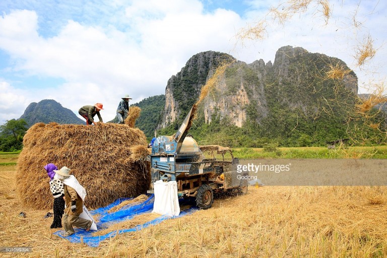 ຜົນຜະລິດເຂົ້ານາປີບັນລຸໄດ້ຫຼາຍກວ່າ 3,4 ລ້ານໂຕນ