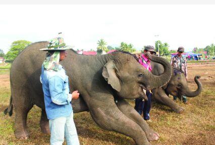 ງານມະຫະກຳບຸນຊ້າງໄຊຍະບູລີປີນີ້ ມີການສະແດງຂອງຊ້າງຄຳຮູ້ 20 ກວ່າລາຍການ