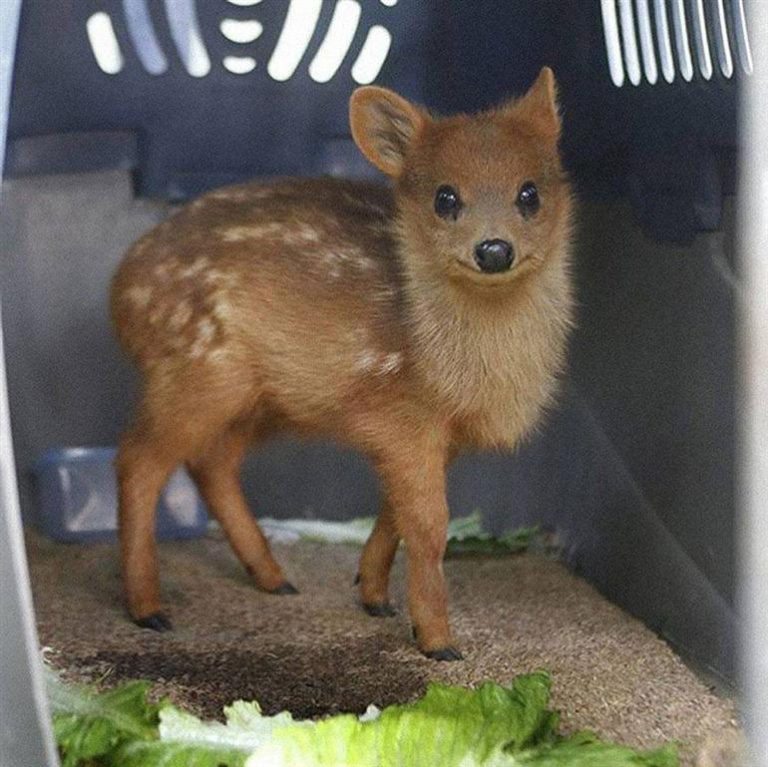 Pudú ກວາງທີ່ມີຂະໜາດນ້ອຍທີ່ສຸດໃນໂລກ