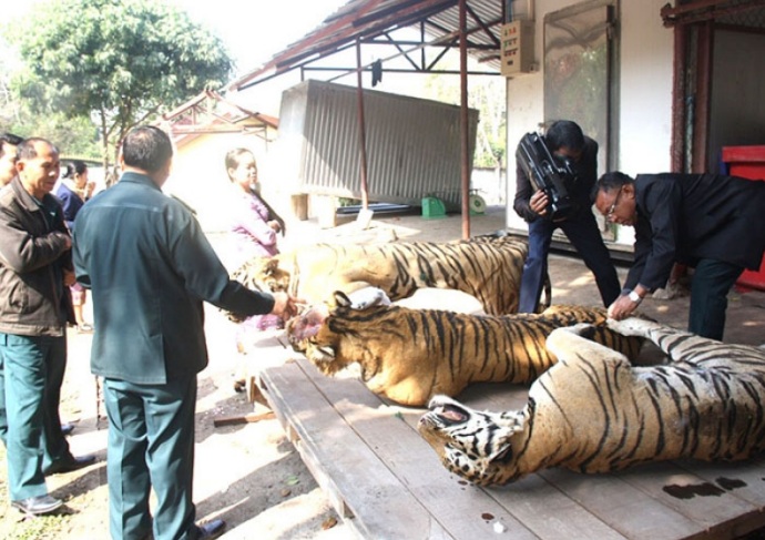 ຄວາມຄືບໜ້າຄະດີຢຶດເສືອ 3 ໂຕ ທີ່ຄຳມ່ວນ