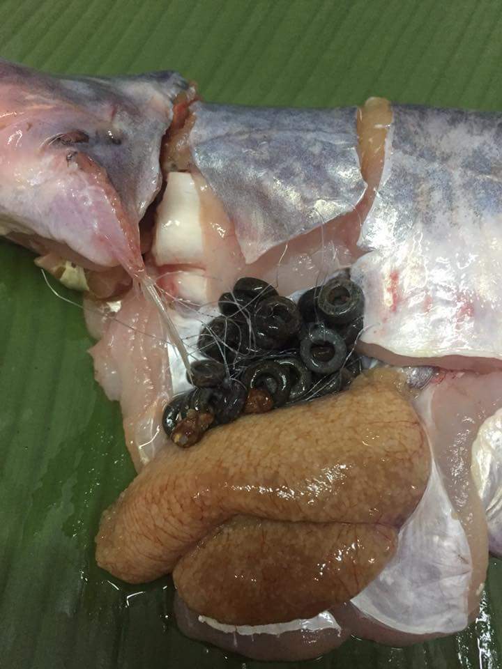 ແຊສະໜັ່ນ ຊື້ປາຫຍັດເຫຼັກ ຢູ່ຕະຫຼາດສວນມອນ