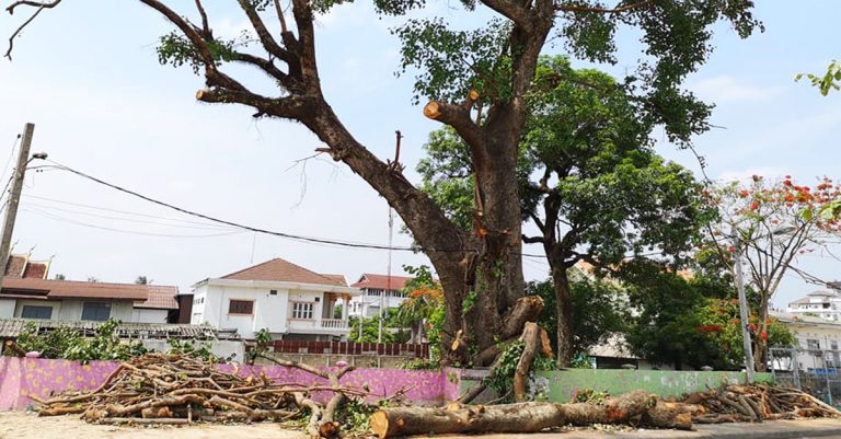 ຂ່າວດີ! ຕົ້ນໂພອາຍຸຫຼາຍກວ່າ 200 ປີຈະບໍ່ຖືກຕັດແລ້ວ
