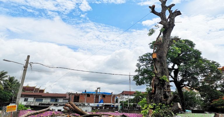 ຂ່າວຮ້າຍ! ຕົ້ນໂພອາຍຸກວ່າ 200 ປີກຳລັງຖືກໂຄ້ນ