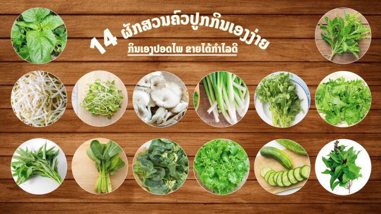 ສອນວິທີປູກຜັກສວນຄົວ 14 ຊະນິດ ຂຶ້ນໄວ ກິນເອງປອດໄພ ຂາຍໄດ້ກຳໄລດີ