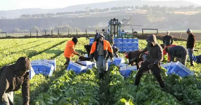 Vietnamese first to get farm visas in Australia