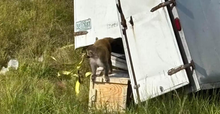 ຝູງລີງຕິດເຊື້ອຫຼຸດ! ລົດບັນທຸກຝູງລີງທົດລອງຕິດເຊື້ອໄວຣັສ ປະສົບອຸບັດຕິເຫດ ເຮັດໃຫ້ລີງຈຳນວນໜຶ່ງຫຼຸດອອກ ຢູ່ລັດມິສຊິສຊິບປີ ສະຫະລັດອາເມລິກາ