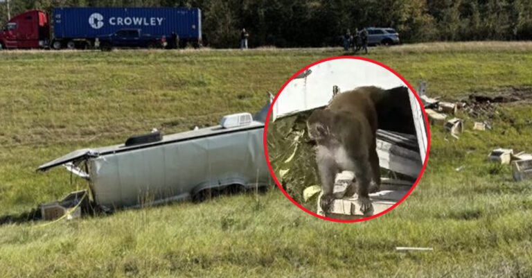 ຈັບໄດ້ທັງໝົດແລ້ວ! ກໍລະນີລົດບັນທຸກລິງປີ້ນທີ່ ສ.ອາເມຣິກາ ເຮັດໃຫ້ລິງຕິດເຊື້ອໂຕນໜີເມື່ອສອງອາທິດທີ່ຜ່ານມາ ປັດຈຸບັນ ສາມາດນຳລິງທັງໝົດກັບມາໄດ້ແລ້ວ