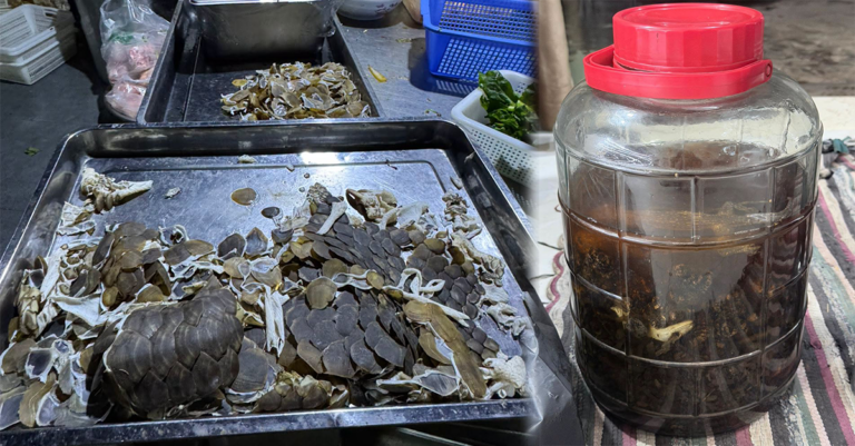 ເຈົ້າໜ້າທີ່ກວດພົບ ຮ້ານອາຫານໃຊ້ສັດປ່າມາປຸງແຕ່ງ ພ້ອມກັກຕົວຜູ້ຖືກຫາ ສັນຊາດຈີນ